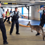 Kangaroo