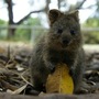 Quokka