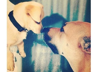 Cute Puppies