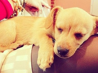 Cute Puppy