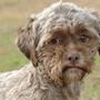 Dog-with-human-face