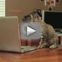 Jedi-kitten-video